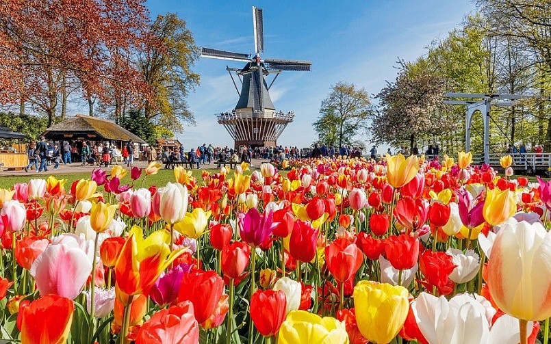 Tulip - Quốc hoa của Hà Lan