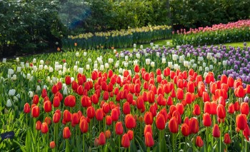 Hoa Tulip - Quốc hoa của Hà Lan với vẻ đẹp rực rỡ