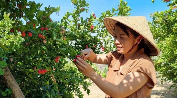 Chị Nguyễn Ngọc Uyên Trinh, thôn Lương Cang, xã Nhơn Sơn, huyện Ninh Sơn, trồng thành công cây sirô tại Ninh Thuận