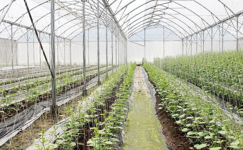 Bắc Giang: Phấn đấu vụ mùa 2023 gieo trồng được 63.000ha