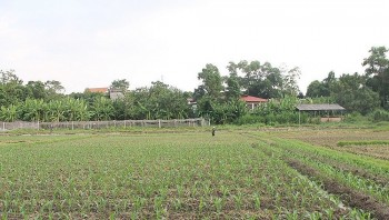 Bắc Giang: Phấn đấu vụ mùa 2023 gieo trồng được 63.000ha