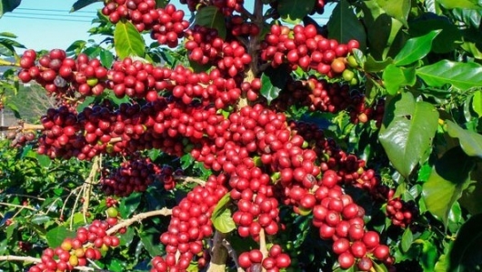 Giá nông sản hôm nay 19/5: Cà phê rung lắc mất mốc 60, hồ tiêu lặng sóng giữ mức cao nhất 76.500 đồng/kg