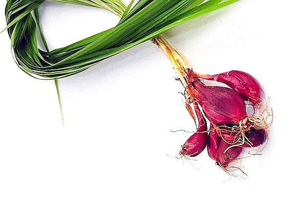 Loại tỏi mọc hoang được gọi là sâm, Việt Nam hay trồng làm cảnh, là vị thuốc trị xương khớp