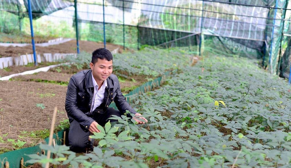 Vườn sâm Ngọc Linh tiền tỷ của nhà nông trẻ gốc Kon Tum
