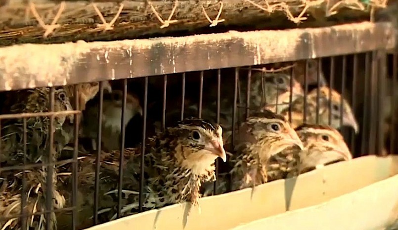 Trại của ông Thành hiện đang nuôi 6.000 con chim cút đẻ trứng.