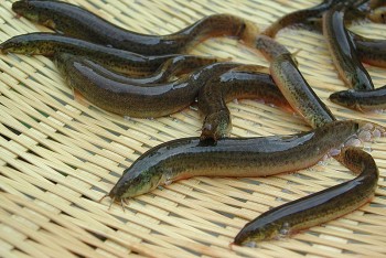 Loài cá da trơn xưa ít người ăn, nay thành đặc sản “cứu tinh” của quý ông, ở châu Âu xếp vào loại 