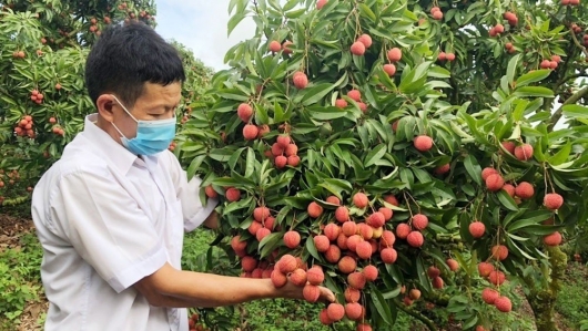 Bắc Giang: Tăng thêm 12 mã số vùng trồng vải thiều xuất khẩu sang thị trường Australia và Thái Lan