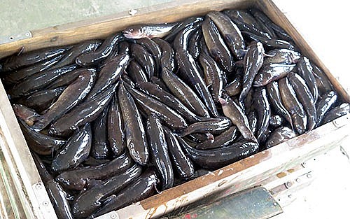 Mô hình nuôi Cá bống bớp cho hiệu quả kinh tế cao tại Nam Định