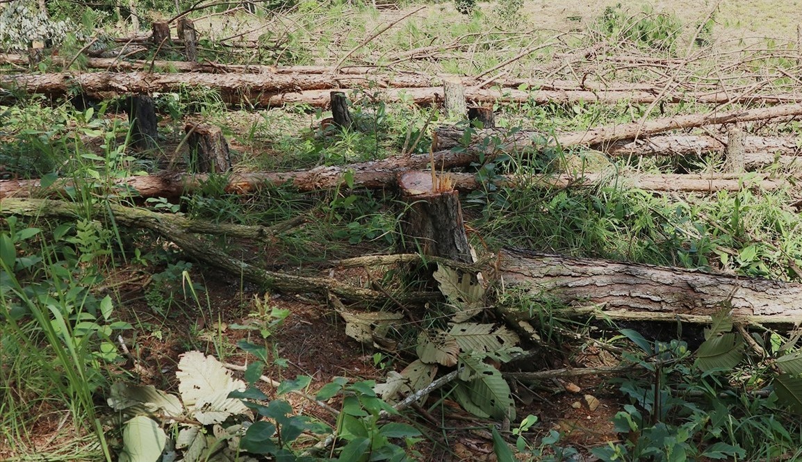Lâm Đồng: Doanh nghiệp nợ hàng trăm tỷ đồng tiền bồi thường thiệt hại tài nguyên rừng