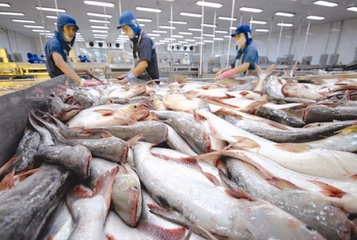Khối lượng xuất khẩu cá tra Việt Nam sang Mỹ giảm