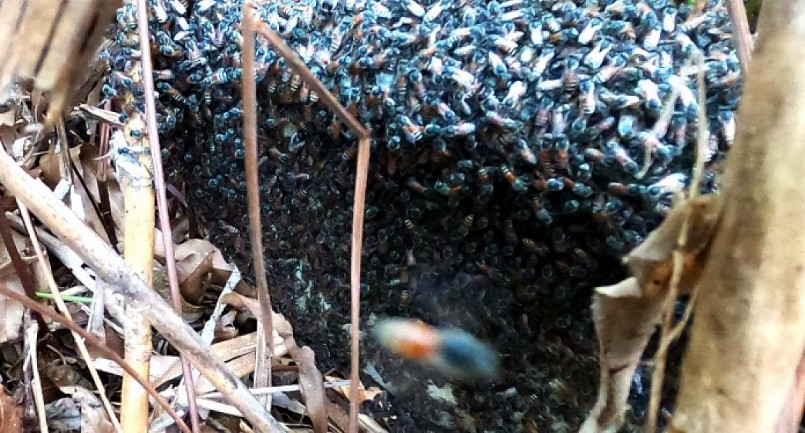 Ong ruồi thường làm tổ ở những nơi có sậy và có nguồn mật để hút.