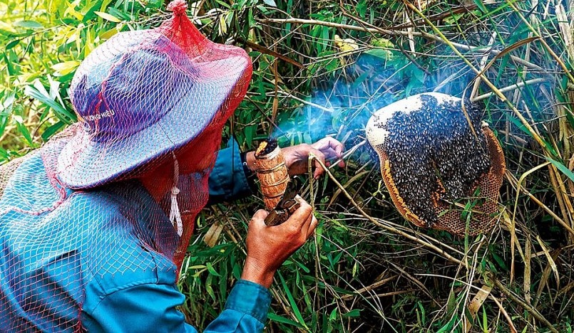 Thợ rừng khai thác tổ ong ruồi thiên nhiên ở rừng tràm U Minh Hạ.