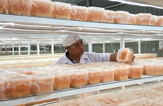 Chàng trai 9X Đà Lạt thành công với nấm Đông trùng hạ thảo