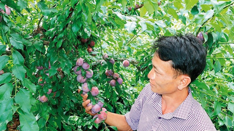 Nhà vườn ở Thuận Châu ứng dụng khoa học công nghệ để nâng cao chất lượng trái mận hậu.