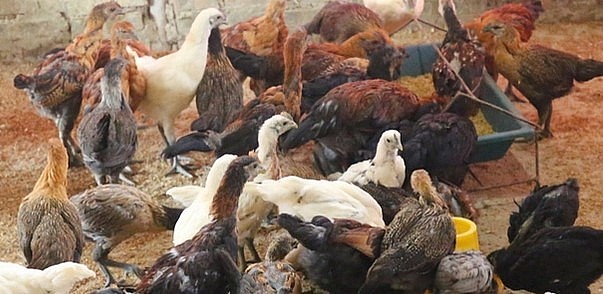 Giống gà đen đặc sản là giống gà bản địa chỉ người Mông mới biết cách nhân giống.