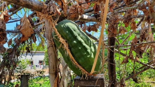 Có một làng ở Việt Nam trồng thứ quả siêu to khổng lồ, mỗi quả nặng hơn nửa tạ, khi hái phải 3 người khiêng