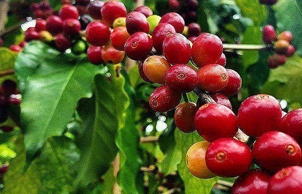 Giá nông sản hôm nay (22/5), cà phê khởi sắc, trong đó, giá cà phê robusta tăng 1,89% lên mức 2.588 USD/tấn. 