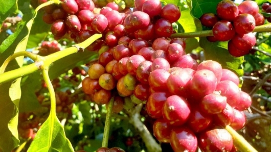 Giá nông sản hôm nay 23/5: Cà phê tăng vọt vượt đỉnh 61.000 đồng/kg, hồ tiêu trầm lắng
