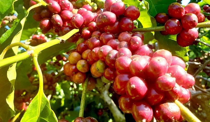 Giá nông sản hôm nay (23/5), giá cà phê biến động dữ dội trên sàn kỳ hạn, giá cà phê trong nước tăng vọt vượt mốc 61.000 đồng/kg. 