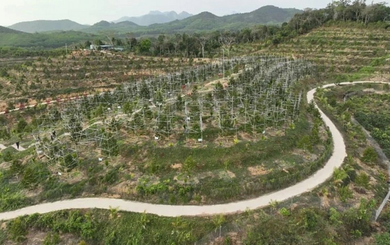 Cây sầu riêng tại một đồn điền ở Tam Á, đảo Hải Nam (Trung Quốc).