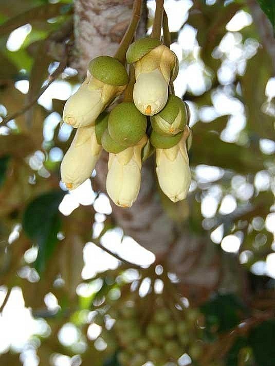 Sầu riêng trồng ở tỉnh Hải Nam đã ra hoa kết trái và dự kiến xuất ra thị trường từ năm 45 – 75 nghìn tấn mỗi năm.