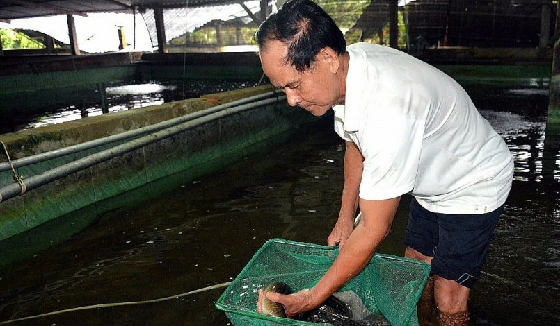 Ông Võ Văn Út đang kiểm tra cá chình thương phẩm ở trong bể xi măng.