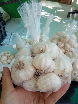Loại củ cay nồng trắng muốt, vừa làm gia vị ngon vừa làm thuốc quý, là đặc sản nổi tiếng Ninh Thuận