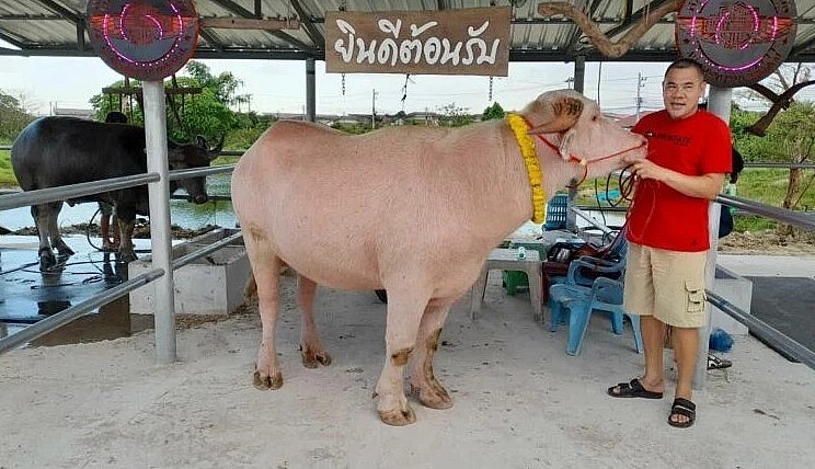 Con trâu bạch tạng được bán tại lễ hội trâu Uthai Thani lần thứ 10.