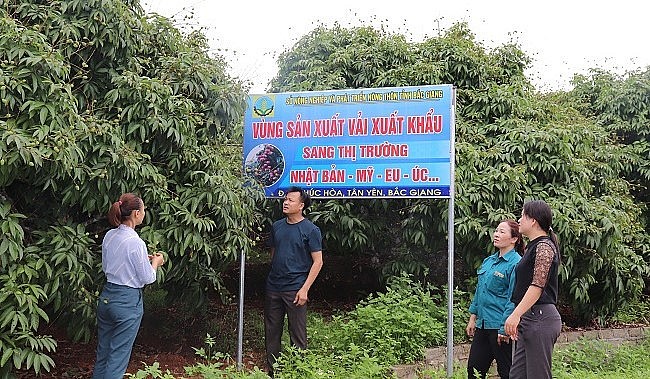 Năm 2023, tỉnh Bắc Giang có 190 mã số vùng trồng vải thiều đủ điều kiện sản xuất phục vụ xuất khẩu.