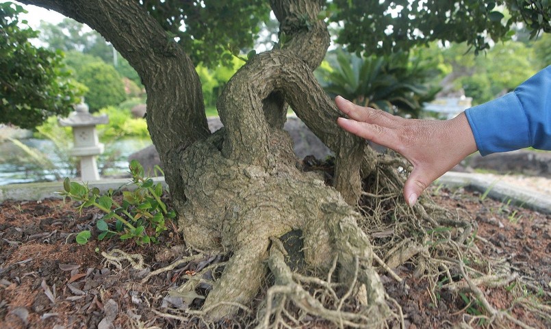 Sơ ri bonsai lớn như thế này phải có tuổi đời hàng chục năm, thậm chí trên 100 năm, chủ nhân cây sơ ri cho hay.