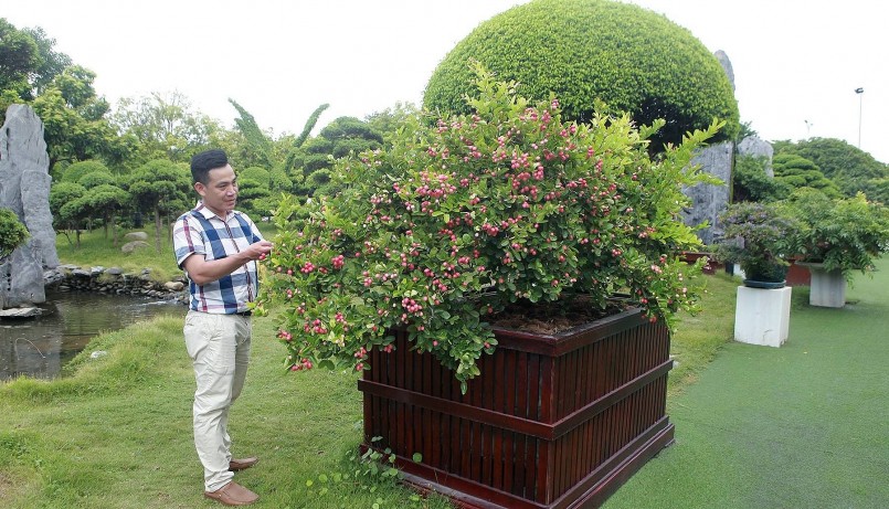 Bên cạnh 2 cây sơ ri Mỹ và Đài Loan là hai cây si rô Việt Nam mới được anh Dũng mua với giá hơn 100 triệu đồng.