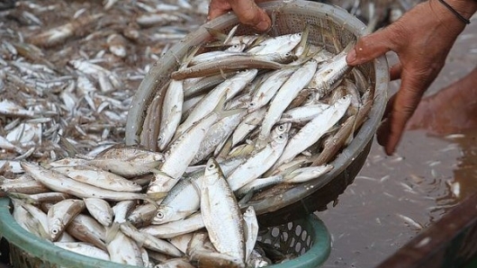 Loài cá “nhỏ mà có võ”, xưa ít người ăn nay thành đặc sản 300.000 đồng/kg, dân bán quanh năm "hốt bạc"