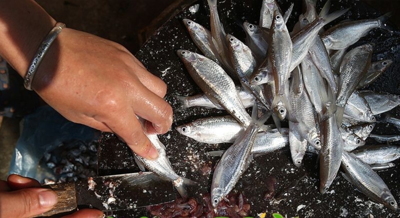 Loài cá “nhỏ mà có võ”, xưa ít người ăn nay thành đặc sản 300.000 đồng/kg, dân bán quanh năm 