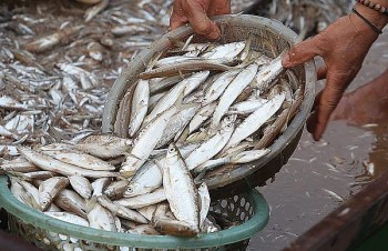 Loài cá “nhỏ mà có võ”, xưa ít người ăn nay thành đặc sản 300.000 đồng/kg, dân bán quanh năm 
