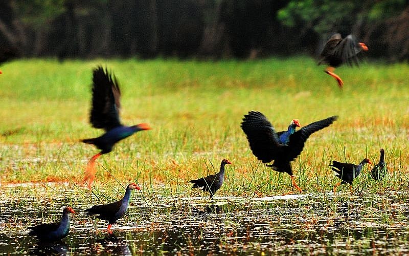 “Bỏ túi” bí kíp du lịch Vườn Quốc gia Tràm Chim rộng hơn 7500 ha ở xứ Đồng Tháp