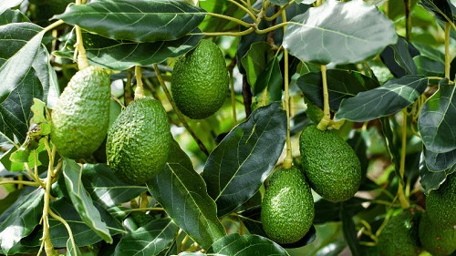 Loại quả ví như “món ngon của người nghèo”, được Kỷ lục Guiness Thế giới công nhận chứa tới 25 chất dinh dưỡng