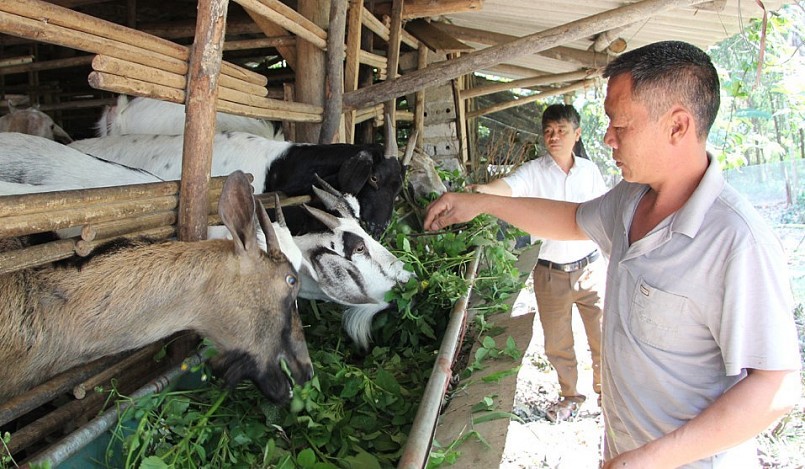 Nhiều hộ dân ở huyện Yên Thế (Bắc Giang) có thu nhập cao nhờ nuôi dê vỗ béo.