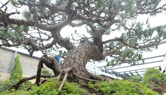 Kinh ngạc với thế giới "bonsai vua" những dáng thế hiên ngang ngút trời trị giá tiền tỷ