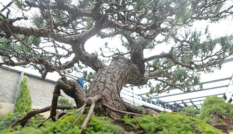 Trong giới chơi cây cảnh dòng này được mệnh danh là “vua của các loại bonsai”