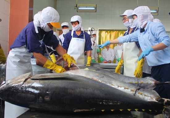 Doanh nghiệp xuất khẩu cá ngừ đối mặt với nhiều khó khăn