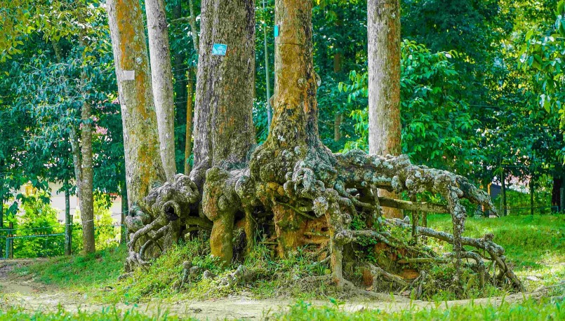 Những  bộ rễ cây với hình dạng lạ lẫm đã tạo điểm nhấn thu hút du khách đến với Ao Bà Om.