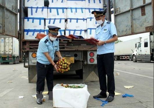 Hơn 2.000 tấn quả vải tươi chín sớm được xuất khẩu qua Cửa khẩu Lào Cai