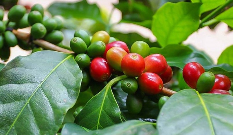 Giá nông sản hôm nay (26/5), giá cà phê sắc đỏ bao trùm sàn kỳ hạn, giá cà phê trong nước cũng giảm 400 đồng/kg 