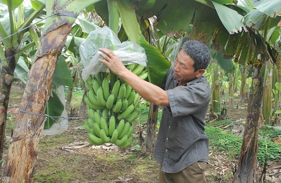 Hưng Yên đẩy mạnh việc cấp mã số vùng trồng cây ăn quả phục vụ xuất khẩu