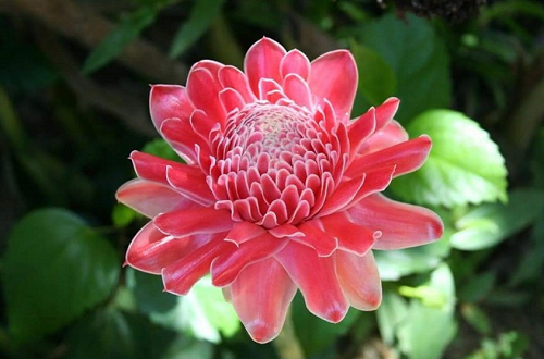 Loại hoa “vua chúa” đẹp mê hồn, cho hoa liên tục lại có thể dùng làm thuốc, trộn gỏi ăn