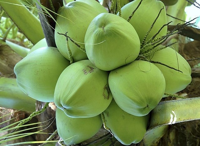 Trái dừa sáp hình thức như dừa thường nhưng nhỏ hơn.