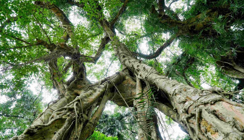 Cây sanh cổ thụ có tuổi đời hơn 800 năm và có đến 54 gốc đại thụ hiếm gặp ở Hòa Bình.