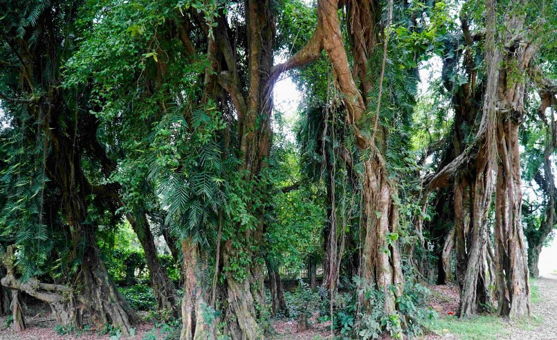 Theo người dân xóm Liên Hòa (Hợp Hòa) cho biết, trước kia cây sanh có khoảng hơn 100 gốc đại thụ, tán lá um tùm che kín hai bên đường. 