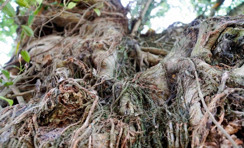 Trải qua thời gian, thân cây sần sùi và là môi trường sinh sống của nhiều loại cây dây leo.