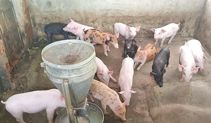Tái đàn heo với quy mô nhỏ và giảm chi phí thức ăn là giải pháp giúp người nuôi heo ở Sóc Trăng vượt qua khó khăn.